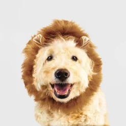 Lion Halloween Dog And Cat Headwear - Boots & Barkley™ -Boots & Barkley GUEST 7523f296 d4eb 4460 af75 7f1fc9603573
